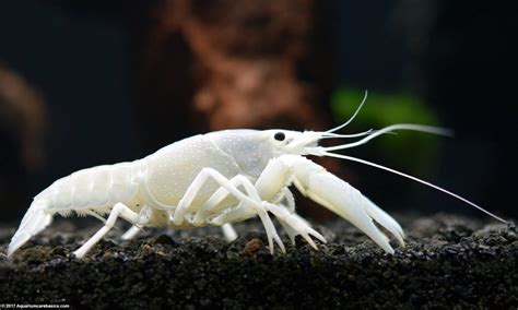 White Crayfish Care Size Feeding Tankmates And Molting Video