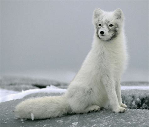 Arctic Fox Wikifur The Furry Encyclopedia