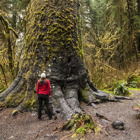 We did not find results for: Hoh Rain Forest's Big Sitka Spruce | Outdoor Project