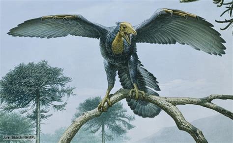 Vögel Prähistorische Lebewesen Und Erdzeitalter Wiki Fandom