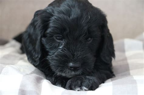 Why buy a cockapoo puppy for sale if you can adopt and save a life? Cockapoo F1 Puppies 2 Remaining . Price Reduced | Seaham ...