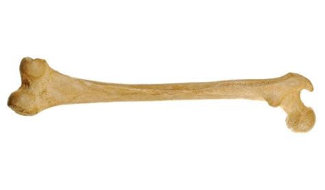 Long Bone Definition Of Long Bone