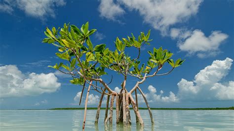 Mangrove Trees Florida Tree Choices