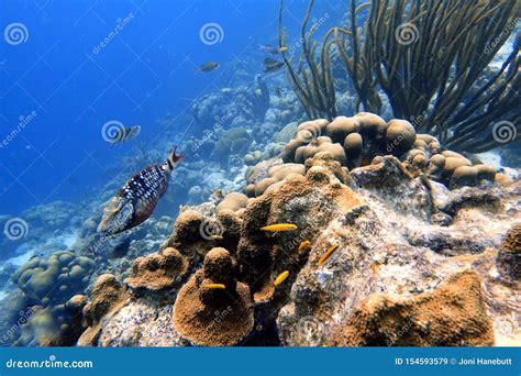 Parrotfish Swimming Around The Rock And Coral Reefs Stock Image Image