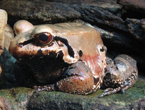10 Largest Frogs And Toads In The World