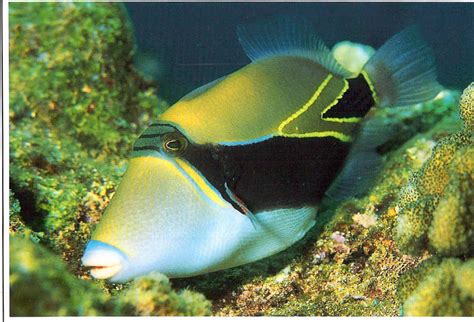Hawaii State Fish Humuhumunukunukuapuaa Pronunciation