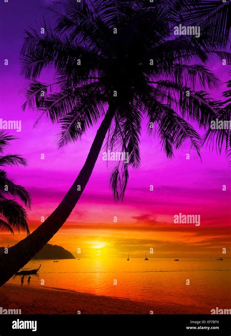 Palm Tree Silhouette On Tropical Beach At Sunset Stock Photo Alamy