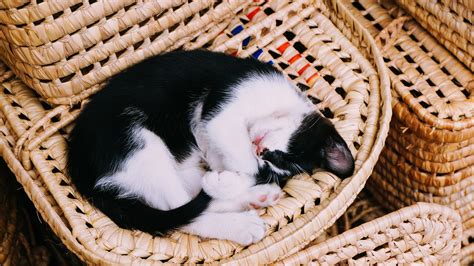 Black And White Cat Sleeping In Basket Hd Wallpapers
