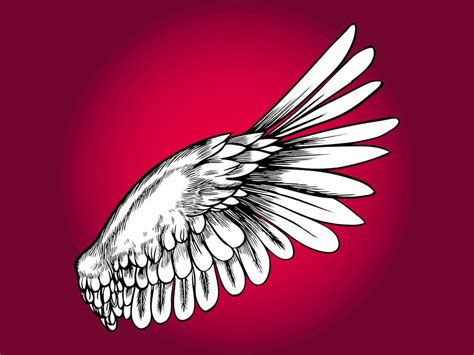 Bird Wing Vector Art And Graphics