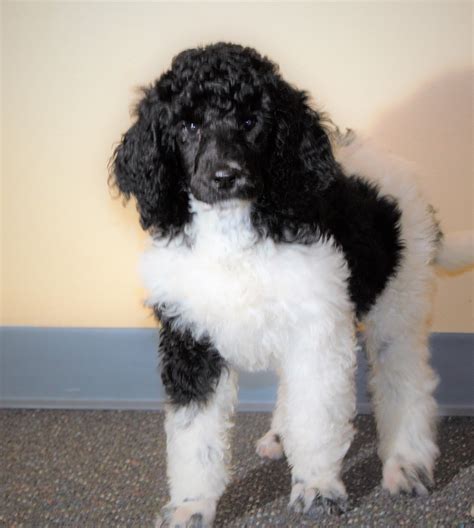 Black And White Party Colored Akc Standard Poodle Puppy Mans Best