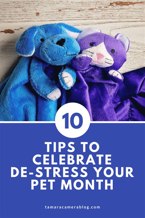 10 Tips To Celebrate De Stress Your Pet Month Tamara Like Camera