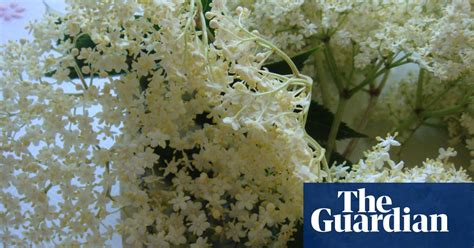 The Elderflower Season Is Nearly Over Get Foraging While You Can