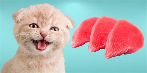 Can Cats Eat Tuna Everything You Need To Know