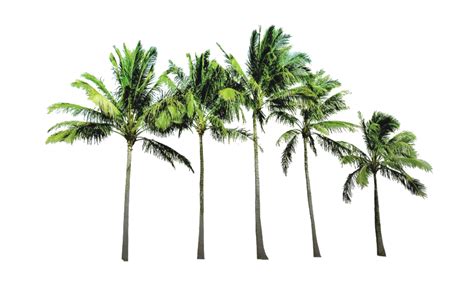 Png Coconut Tree Transparent Coconut Tree Png Images