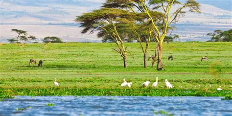 Lake Nakuru And Naivasha Kenya Safari Holidays Yellow Zebra Safaris