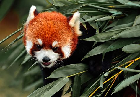 Cute Red Panda Photo One Big Photo