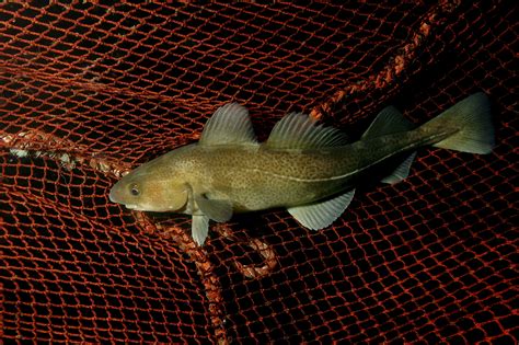 Endangered Grand Banks Cod Catch Doubles In 2008 Wwf