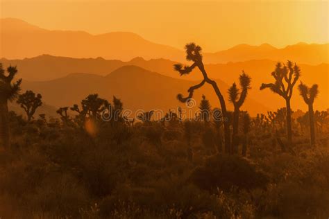 Sunset In Joshua Tree National Park Stock Image Image Of Contrasts