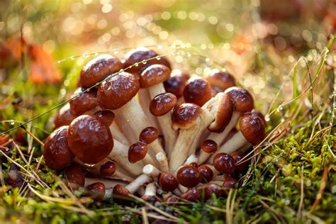 Giant Mushroom Oregon All Mushroom Info