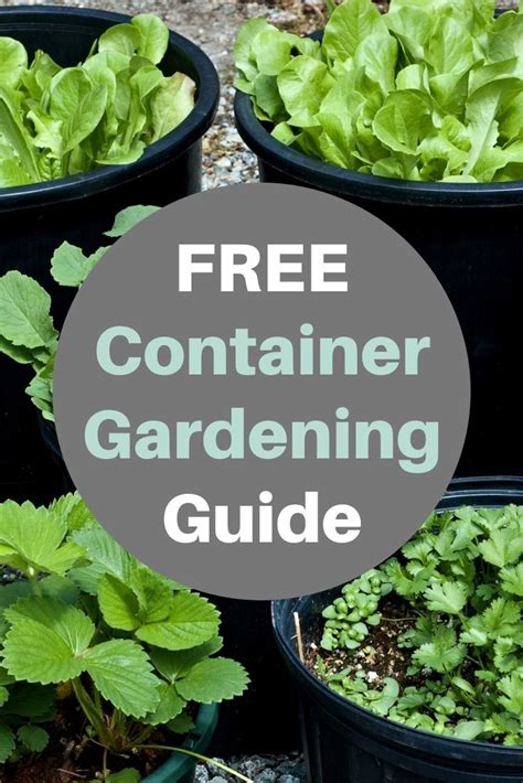 Container Gardening Guide Container Gardening Vegetables Container