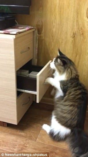 Cheeky Cat Learns How To Open Drawers To Grab His Toy Daily Mail Online