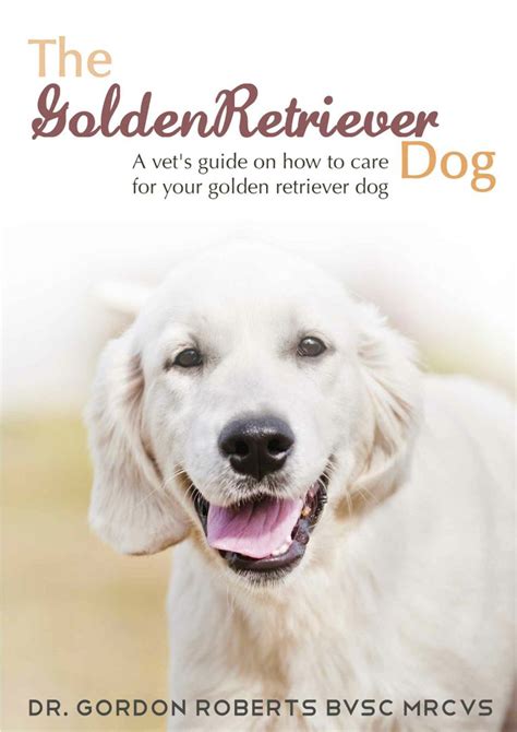 The Golden Retriever Dog A Vets Guide On How To Care For Your