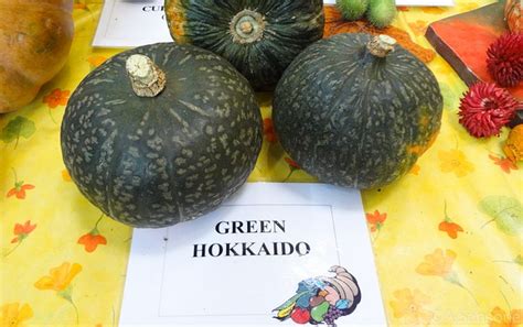 Für bedenklich halte ich das nicht, aber so richtig viel bleibt zum essen ja auch eigentlich nicht übrig. Wie kocht man mit Kürbis? 5 einfache Rezepte