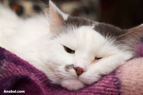 7 Ciri Ciri Kucing Sakit Yang Wajib Kamu Ketahui Anabul Pet Center