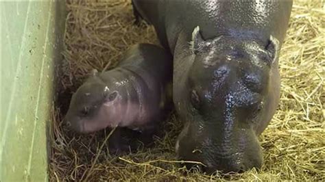 This baby pygmy hippopotamus, which is two weeks old and weighs 14 kilos, is the latest resident of the buin zoo outside santiago, chile. PHOTOS: Newborn pygmy hippo makes public debut - ABC7 San ...