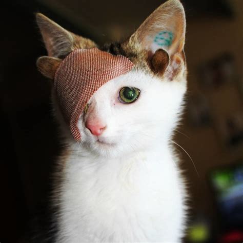 Kitten With 4 Ears And One Eye Rescued From Under A House Finds