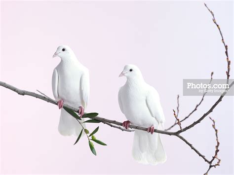 Two White Doves With Olive Branch By Walker And Walker Dove With