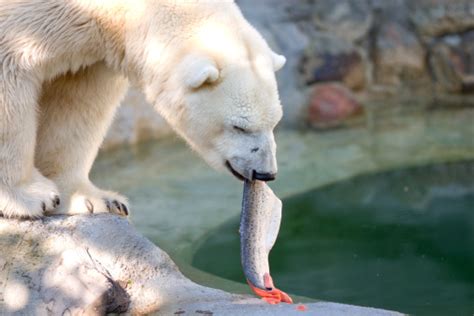 Polar Bear Eating Salmon Stock Photo Download Image Now Istock
