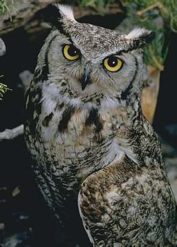 Due to similarities, the name barn owl is used in reference to thirteen species of the genus tyto, but generally restricted to tyto alba, the species found throughout much of the northern hemisphere. Utah Division of Wildlife Resources