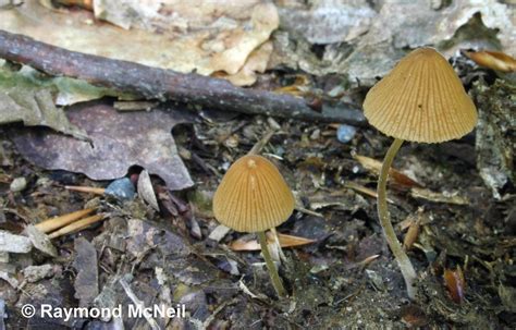 Conocybe Cyanopus Conocybe à Pied Bleu Raymond Mcneil Flickr