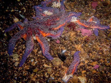 Survey Shows Impact Of Sea Star Wasting Disease In Salish Sea Uc Davis