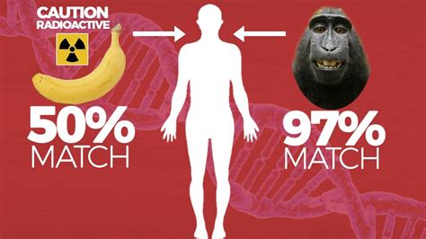 Bananas Are Radioactive Crazy Banana Facts Youtube