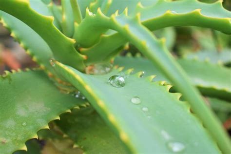 Product titleorganic aloe vera gel with 100% pure aloe from fresh. The Environment Needed for Aloe Vera Plants to Survive ...