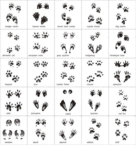 Pin By Meghan Mitchell On Love For Animals Animal Tracks Animal
