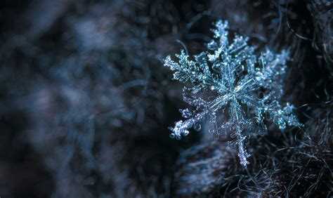 Free Images Winter Frost Nature Snow Freezing Snowflake Branch