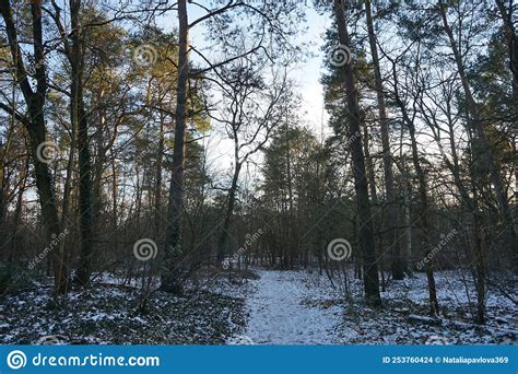 Amazing Snowy Forest In January Berlin Germany Stock Photo Image Of