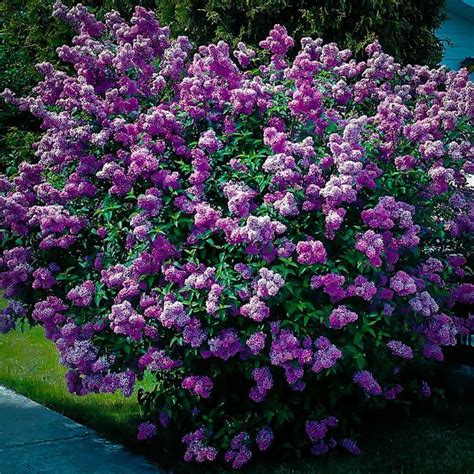 Buckeye trees have clusters of flowers that look like tiny orchids. Lavender Lady Lilac | The Tree Center™