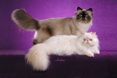 The persian is the glamor puss of the cat world. Ternak Persia: Kucing Persia