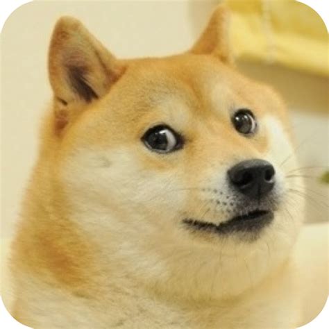 The Real Doge Live Streams Youtube