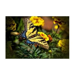 Tiger Swallowtail Butterfly Photograph By Ola Allen Fine Art America