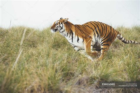Striped Tiger Running In Green Grass In Reserve — Horizontal Animal