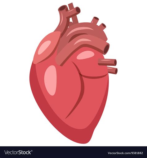 Human Heart Icon Cartoon Style Royalty Free Vector Image