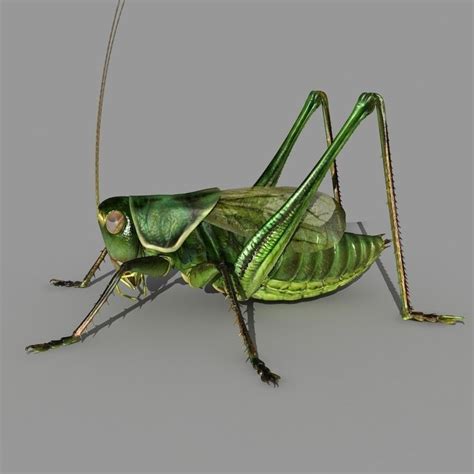 With our rhino grasshopper tutorials, you can learn grasshopper faster and easier!learning to think parametrically is rhino grasshopper tutorials. Grasshopper 3D Model MAX OBJ FBX | CGTrader.com