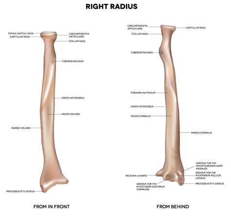 Labeled human skeleton science trends. Right Leg Bone Diagram - Leg Anatomy : Pobierz to zdjęcie infographic diagram of human femur ...