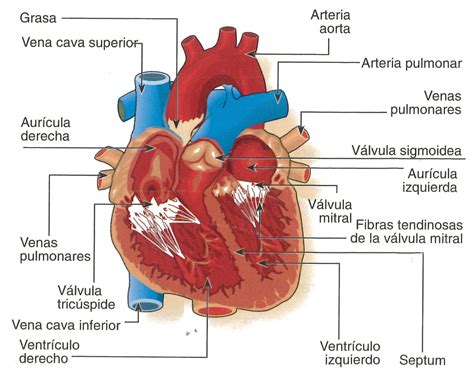 Patricia Garrido Gacía Atículo 16 Anatomía Externa E Interna Del