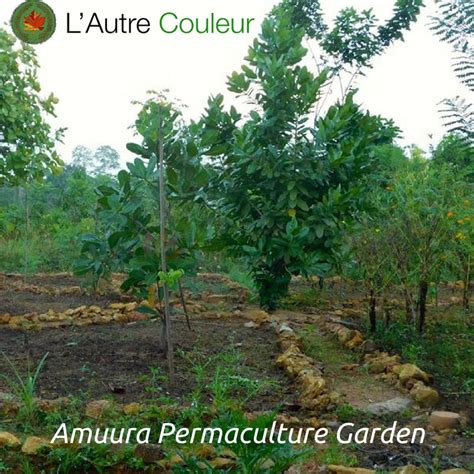 Amuura Permaculture Garden In Sri Lanka Lautre Couleur